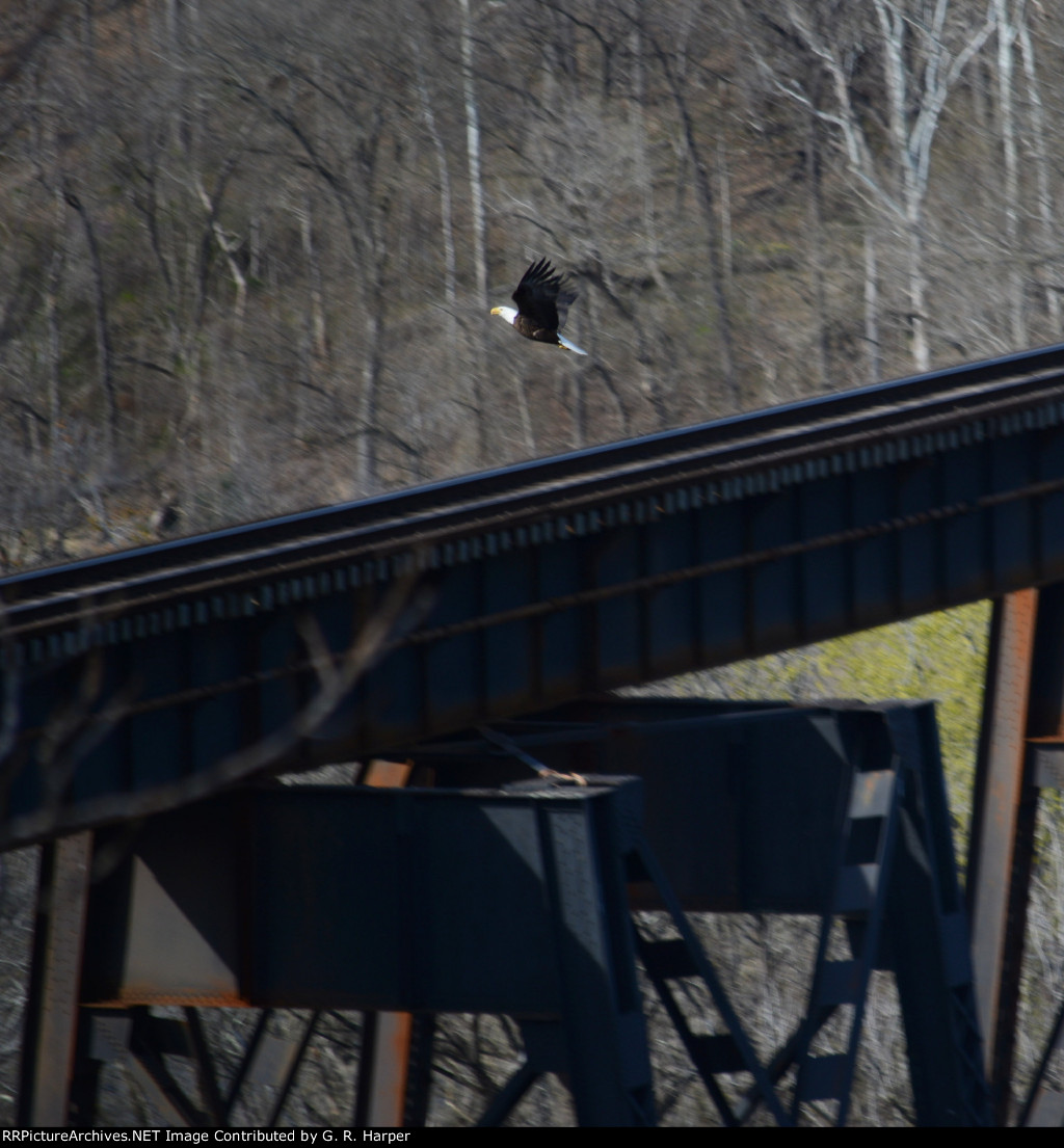 One of three eagles spotted while waiting for the NS research and test train to make an appearance